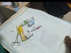 -派美特宠物医院·核磁CT·骨科肿瘤·疑难转诊(沈农禾丰店)