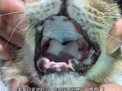 -御宝贝24h宠物医院·转诊中心·CT核磁血透中心(厦门总院)