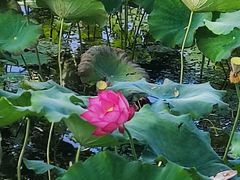 -野鸭湖国家湿地公园