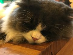 -李小姐の猫咖啡馆(五角场店)