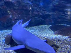 -烟台海昌鲸鲨海洋公园