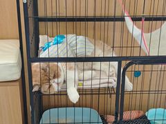 -瑞派长江宠物医院·猫科·外科·24小时夜护(谊城公寓分院)