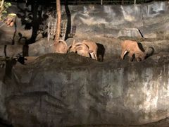 -清迈夜间动物园
