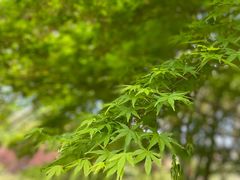 -上海滨江森林公园