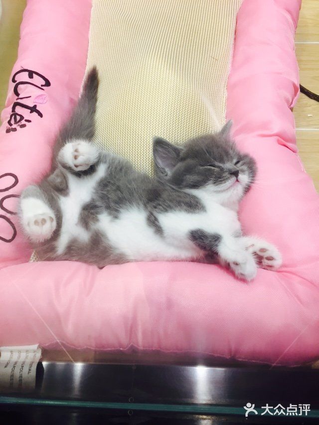 呆萌小猫的妖娆睡姿[笑哭]