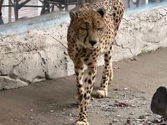 -上海野生动物园