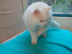 -Anne猫窝咖啡屋
