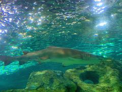 -悉尼海洋生物水族馆