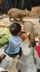 -Zoolung Zoolung动物主题公园(海信广场店)