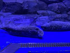 -上海海昌海洋公园