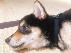 -逗柴咖啡屋·狗咖猫咖宠物桌游