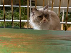 -喵喵咪呀布偶猫咖(春熙路店)