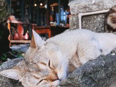 -喵屿·大理花园猫咖