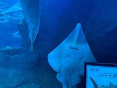 -迪拜水族馆及水下动物园