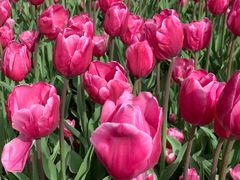 -石家庄市植物园