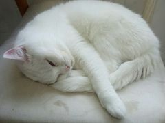 -喵的天空名猫咖啡馆·撸猫·猫舍·用品