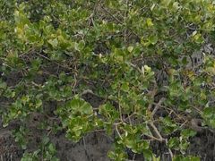 -北海金海湾红树林生态旅游区