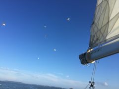 -海豚湾扬帆出海帆船游艇