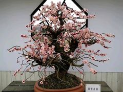 -香雪海