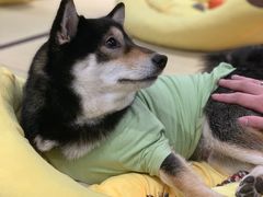 -逗柴咖啡屋·狗咖猫咖宠物桌游