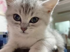 -艾吉宠物医院·疑难杂症转诊中心·猫友好(碧江路院)