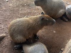 -海南热带野生动植物园