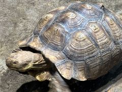 -石家庄市动物园