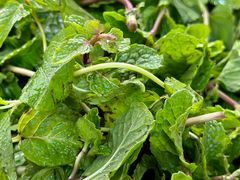 薄荷菜-熊氏牛羊杂粉(龙眼井总店)