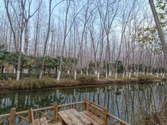 -合肥滨湖国家森林公园