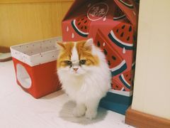 -猫和宫(六道口店)