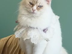-怪兽屋·羊驼·猫咖·狗咖(俊华广场店)