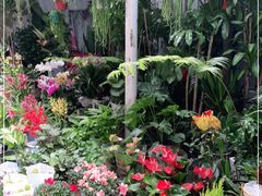 -循礼门鲜花花市(武汉循礼门店)