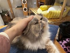 -有猫主题·治愈系猫咖(曾厝垵店)