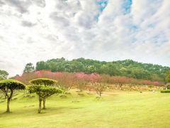 -南宁良凤江国家森林公园