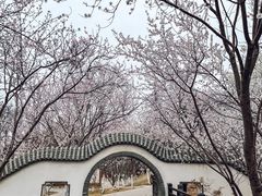 -桃花堤公园