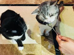 -猫色咖啡·猫咖