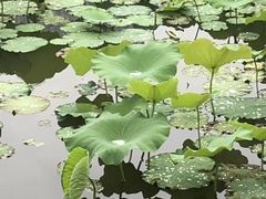 -龙头寺公园