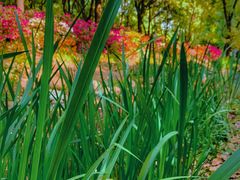 -上海共青森林公园