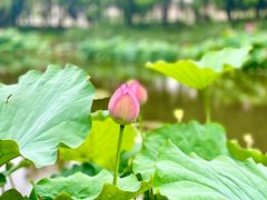 -陈家山荷花公园