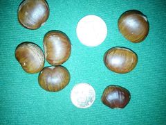 -金栗王(清扬路店)