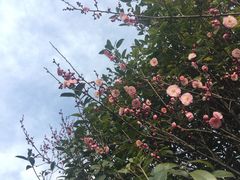 -开福禅寺