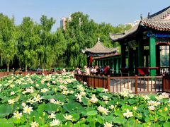 -莲花池公园