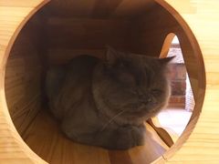 -more than meow吴止猫主题餐厅(承德 中船汇店)