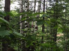 -峡谷浮石林景区