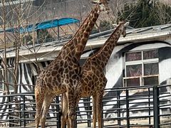 -大连森林动物园