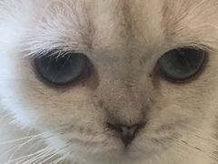 -鼓捣猫呢主题猫咖店