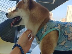 -怪兽屋·羊驼·猫咖·狗咖(俊华广场店)