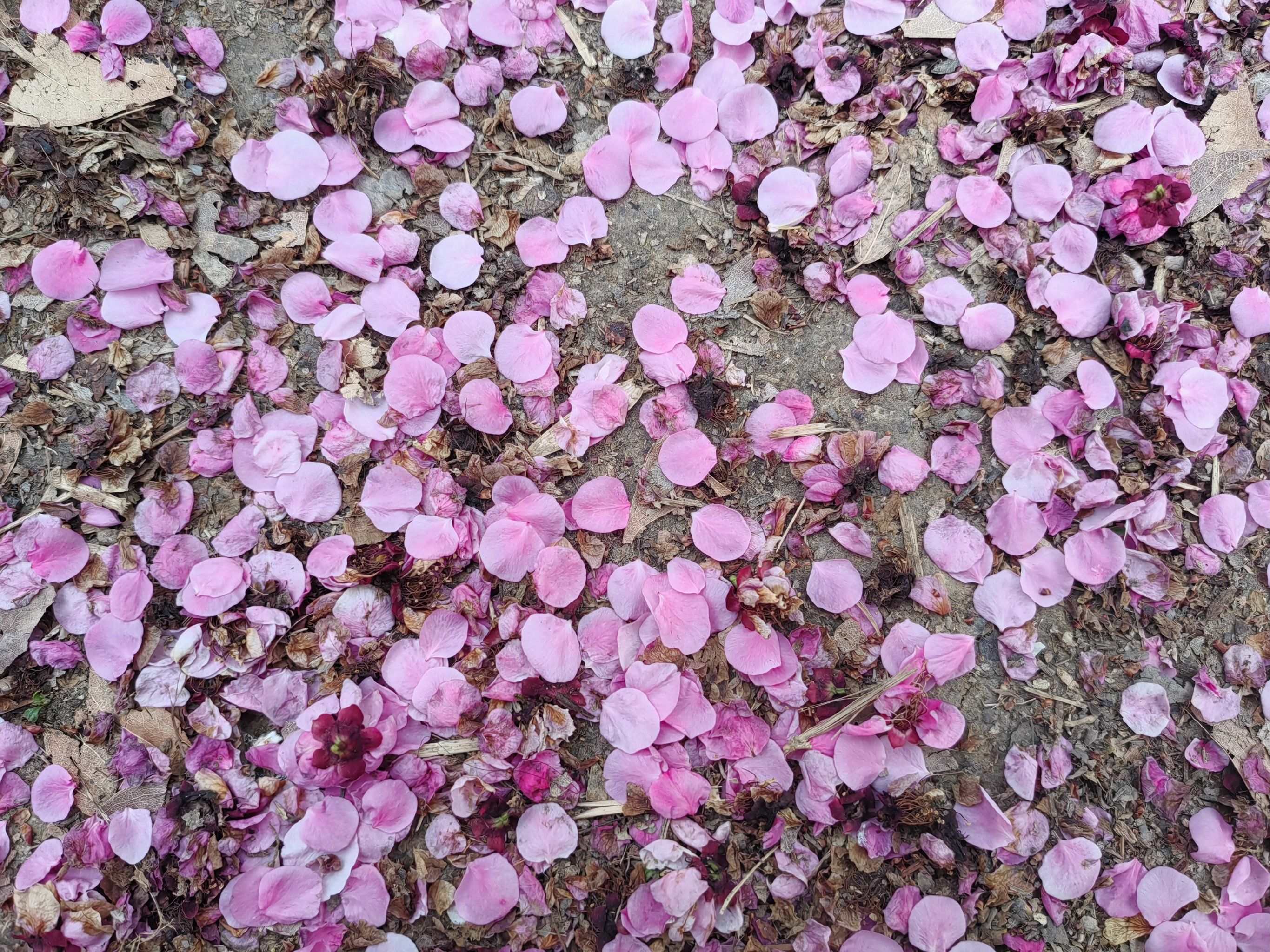 梅花雨,落红成画