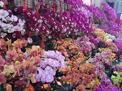 -龙大花卉苗木市场