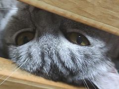 -瑞鹏宠物医院·骨科·猫科·内科(第一中心)